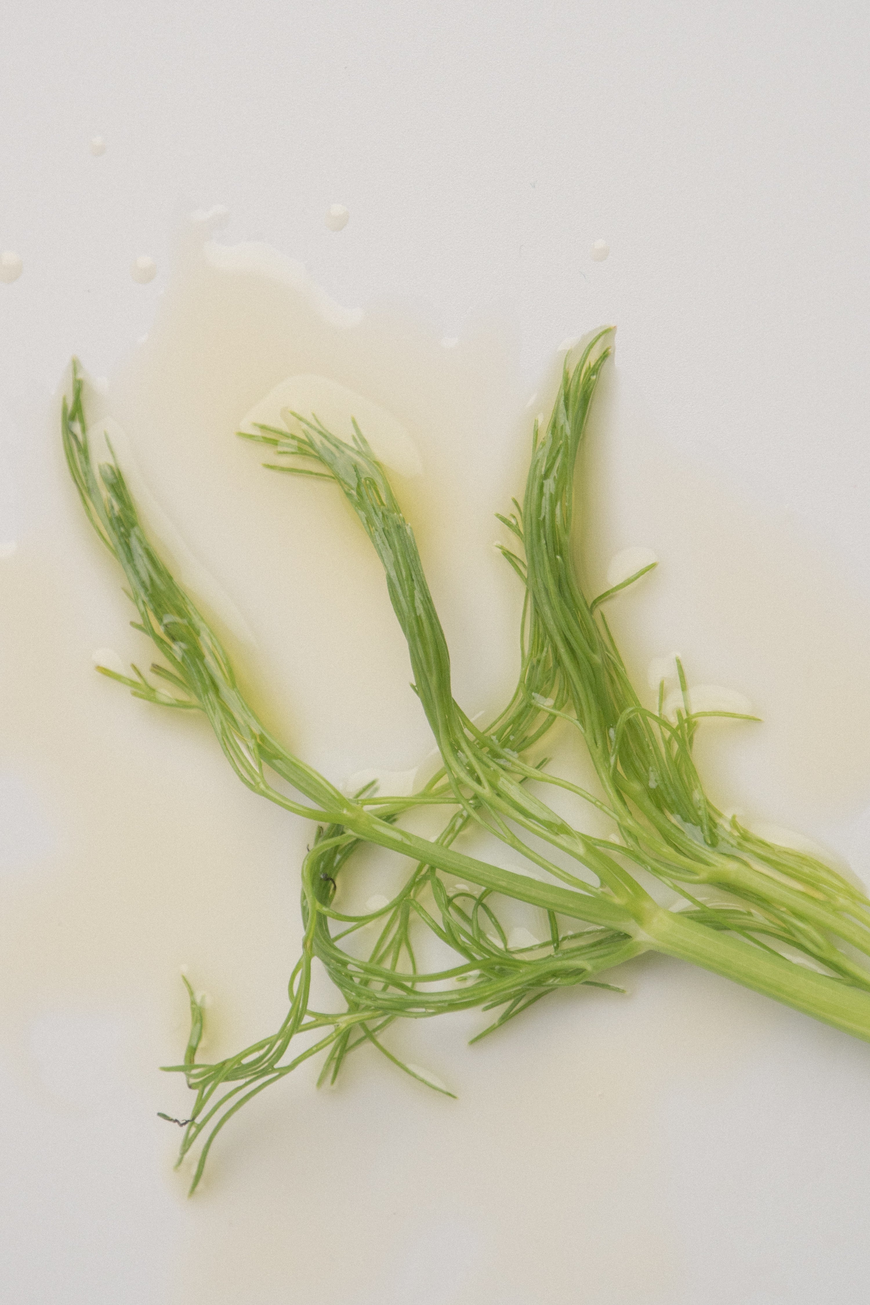 Fennel & Juniper Body Oil - by Robert & Josiane