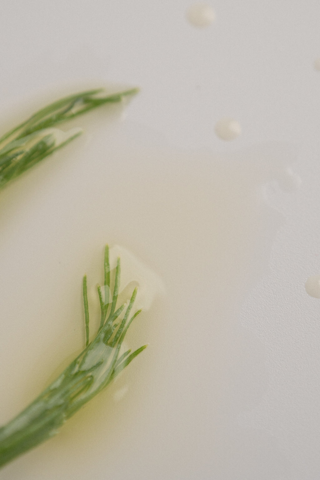 Fennel & Juniper Body Oil - by Robert & Josiane