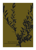 Card I Myrtle