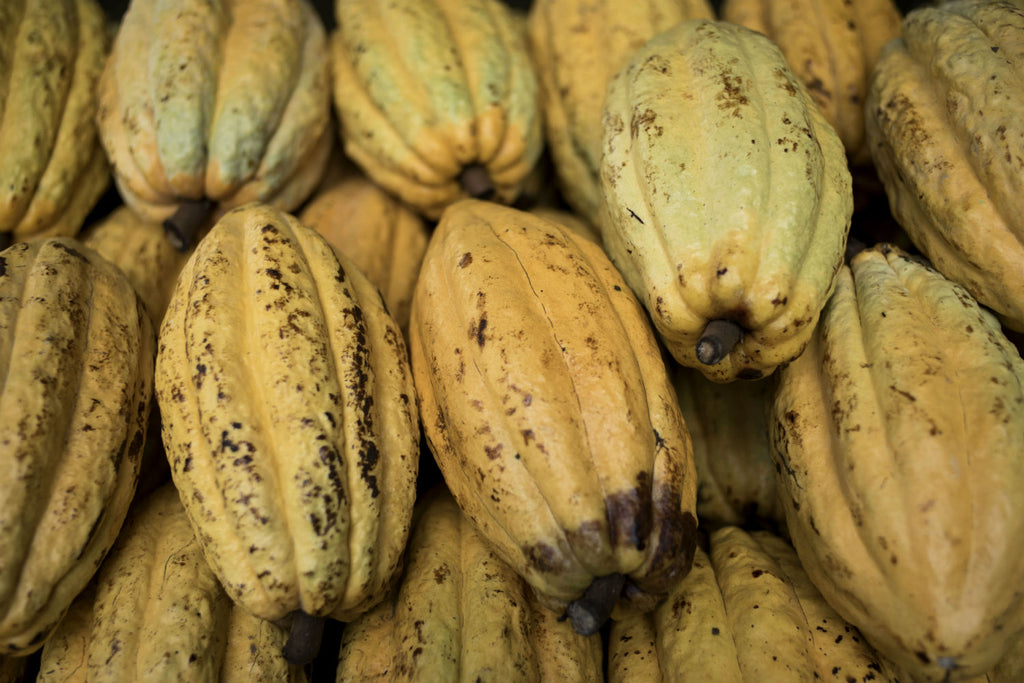 Dark Chocolate, Hacienda Limon  - by Laflor